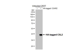 Anti-C5L2 antibody [HL4135] used in Western Blot (WB). GTX642940