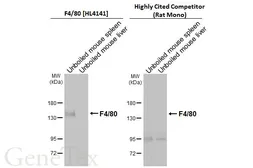 Anti-F4/80 antibody [HL4141] used in Western Blot (WB). GTX642946