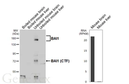 Anti-BAI1 antibody [HL4188] used in Western Blot (WB). GTX643002