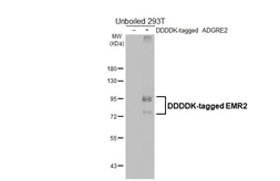 Anti-EMR2 antibody [HL4191] used in Western Blot (WB). GTX643005