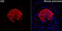 Anti-Insulin antibody used in IHC (Paraffin sections) (IHC-P). GTX64334