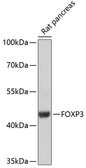 Anti-FOXP3 antibody used in Western Blot (WB). GTX64343
