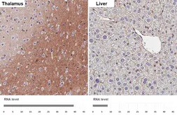 Anti-Flotillin 1 antibody [HL4250] used in IHC (Paraffin sections) (IHC-P). GTX643486