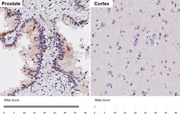Anti-GDF15 antibody [HL4288] used in IHC (Paraffin sections) (IHC-P). GTX643528