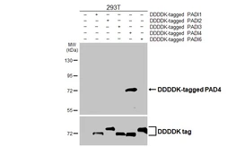 Anti-PAD4 antibody [HL4308] used in Western Blot (WB). GTX643555