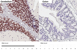 Anti-NeuN antibody [HL2194-MS] used in IHC (Paraffin sections) (IHC-P). GTX643583