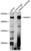 Anti-DNMT1 antibody used in Immunoprecipitation (IP). GTX64361