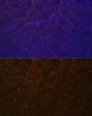 Anti-CD21 antibody used in IHC (Paraffin sections) (IHC-P). GTX64400