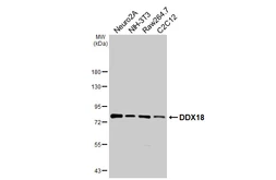 Anti-DDX18 antibody [HL4449] used in Western Blot (WB). GTX644014