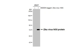 Anti-Zika virus NS5 protein antibody [HL4455] used in Western Blot (WB). GTX644020