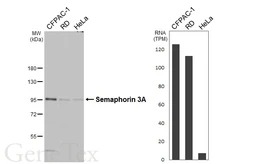 Anti-Semaphorin 3A antibody [HL4578] used in Western Blot (WB). GTX644254