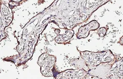Anti-ARL5A antibody [HL4602] used in IHC (Paraffin sections) (IHC-P). GTX644466