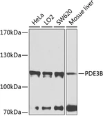 Anti-PDE3B antibody used in Western Blot (WB). GTX64454