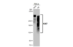 Anti-Ki67 antibody [GT258] used in Western Blot (WB). GTX644548