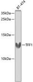 Anti-TFF1 antibody used in Western Blot (WB). GTX64461