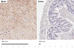 Anti-GPR83 antibody [HL4707] used in IHC (Paraffin sections) (IHC-P). GTX644708