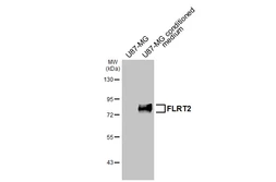 Anti-FLRT2 antibody [HL4784] used in Western Blot (WB). GTX644796
