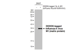 Anti-Influenza A virus M1 (matrix protein) antibody [HL4788] used in Western Blot (WB). GTX644800