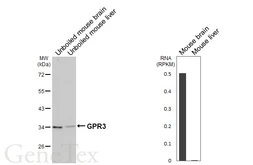 Anti-GPR3 antibody [HL4862] used in Western Blot (WB). GTX644925