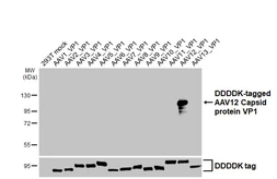 Anti-AAV12 Capsid protein VP1 + VP2 + VP3 antibody [HL4943] used in Western Blot (WB). GTX645016