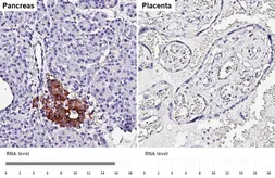Anti-Amylin antibody [GT307] used in IHC (Paraffin sections) (IHC-P). GTX645033