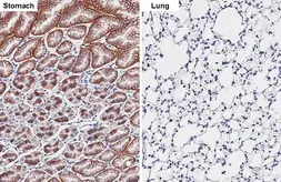 Anti-Claudin 18.2 antibody [HL5024] used in IHC (Paraffin sections) (IHC-P). GTX645117