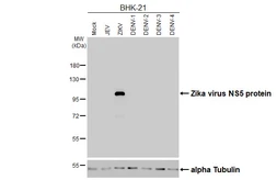 Anti-Zika virus NS5 protein antibody [HL5075] used in Western Blot (WB). GTX645265