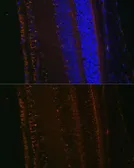 Anti-LOXL1 antibody used in IHC (Paraffin sections) (IHC-P). GTX64529
