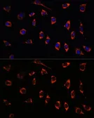 Anti-SHMT2 antibody used in Immunocytochemistry/ Immunofluorescence (ICC/IF). GTX64542
