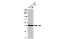 Anti-RAB3C antibody [HL5239] used in Western Blot (WB). GTX645495