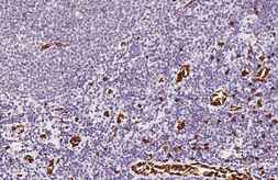 Anti-Glycophorin A antibody [HL5297] used in IHC (Paraffin sections) (IHC-P). GTX645762