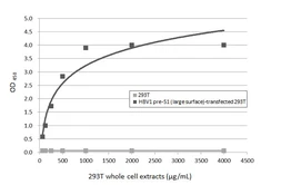 Anti-Hepatitis B virus preS1 antibody [HL5348] used in ELISA (ELISA). GTX645826