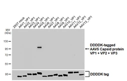 Anti-AAV5 Capsid protein VP1 + VP2 + VP3 antibody [HL5367] used in Western Blot (WB). GTX645845