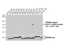 Anti-AAV10 Capsid protein VP1 + VP2 + VP3 antibody [HL5369] used in Western Blot (WB). GTX645847