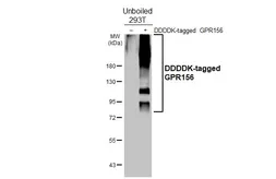 Anti-GPR156 antibody [HL5372] used in Western Blot (WB). GTX645850