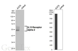 Anti-IL13 Receptor alpha 2 antibody [HL5407] used in Western Blot (WB). GTX645975