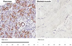 Anti-SLC4A4 antibody [HL5413] used in IHC (Paraffin sections) (IHC-P). GTX645981