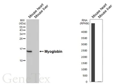 Anti-Myoglobin antibody [HL5479] used in Western Blot (WB). GTX646143