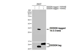 Anti-14-3-3 beta antibody [HL5523] used in Western Blot (WB). GTX646186