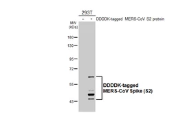 Anti-MERS-CoV Spike (S2) antibody [HL5539] used in Western Blot (WB). GTX646213