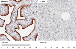 Anti-UPK1A antibody [HL5541] used in IHC (Paraffin sections) (IHC-P). GTX646215