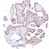 Anti-NRF1 antibody [HMV4723] HistoMAX&trade; used in IHC (Paraffin sections) (IHC-P). GTX646252