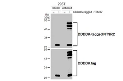 Anti-NTSR2 antibody [HL5590] used in Western Blot (WB). GTX646272