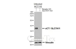 Anti-xCT / SLC7A11 antibody [HL5661] used in Western Blot (WB). GTX646470