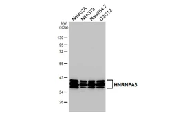 Anti-HNRNPA3 antibody [HL5675] used in Western Blot (WB). GTX646484