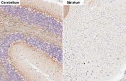 Anti-alpha Internexin antibody [HL5689] used in IHC (Paraffin sections) (IHC-P). GTX646520