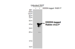 Anti-Rabies virus P antibody [HL5709] used in Western Blot (WB). GTX646540
