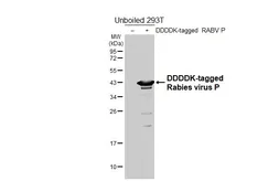 Anti-Rabies virus P antibody [HL5710] used in Western Blot (WB). GTX646541