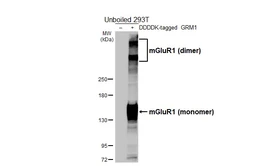 Anti-mGluR1 antibody [HL5718] used in Western Blot (WB). GTX646549