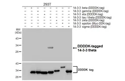 Anti-14-3-3 theta antibody [HL5739] used in Western Blot (WB). GTX646690